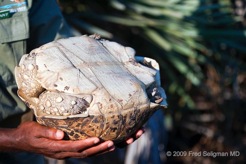 20090613_162934 D3 X1.jpg - Turtle, Okavango Delta, Botswana